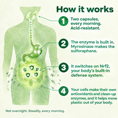 How it works: two acid-resistant capsules every morning, the built-in enzyme makes sulforaphane, it switches on Nrf2, and helps move plastic out of your body