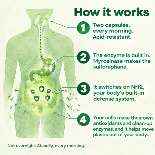 How it works: two acid-resistant capsules every morning, the built-in enzyme makes sulforaphane, it switches on Nrf2, and helps move plastic out of your body